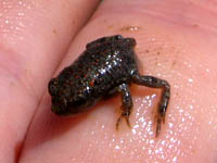 Toad from Cedar Mountain